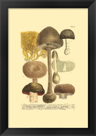Framed Mushrooms II Print