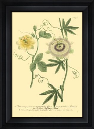 Framed Passion Flower I Print