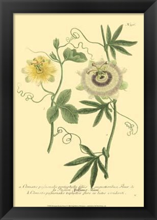 Framed Passion Flower I Print