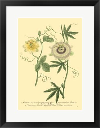 Framed Passion Flower I Print