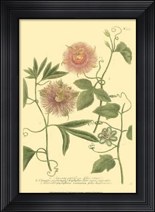 Framed Passion Flower II Print