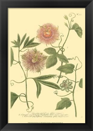 Framed Passion Flower II Print