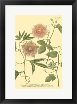Framed Passion Flower II Print