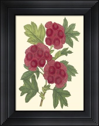 Framed Bountiful Garden II Print