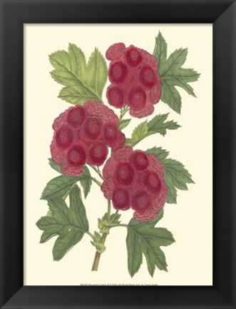 Framed Bountiful Garden II Print