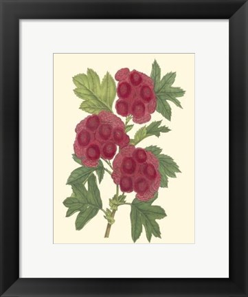 Framed Bountiful Garden II Print
