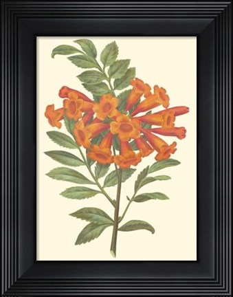 Framed Bountiful Garden III Print