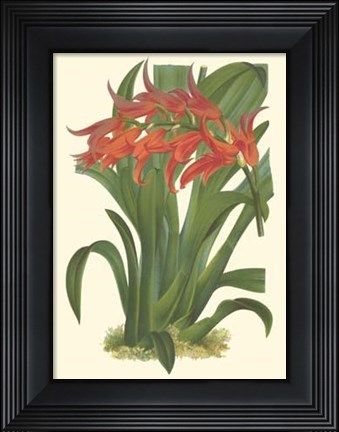 Framed Bountiful Garden IV Print