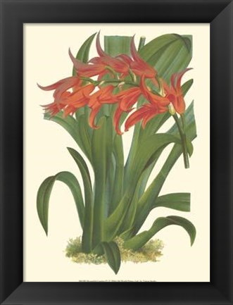 Framed Bountiful Garden IV Print