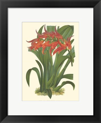 Framed Bountiful Garden IV Print