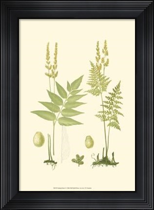 Framed Spring Ferns I Print