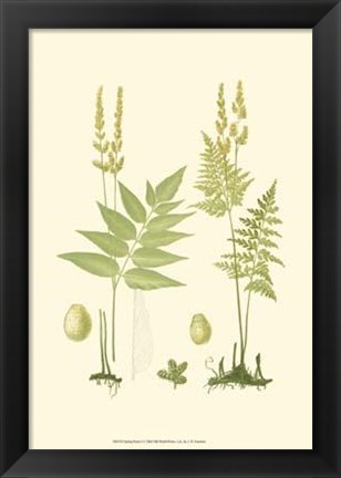 Framed Spring Ferns I Print