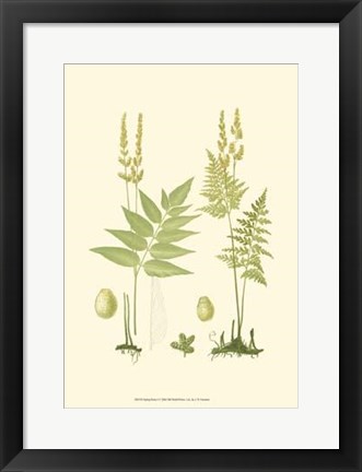 Framed Spring Ferns I Print