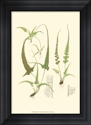 Framed Spring Ferns II Print