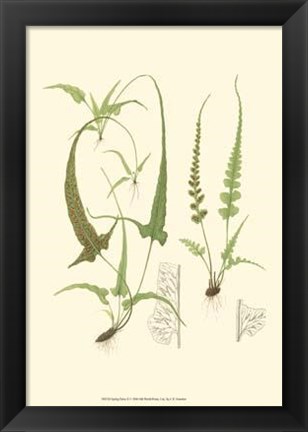 Framed Spring Ferns II Print