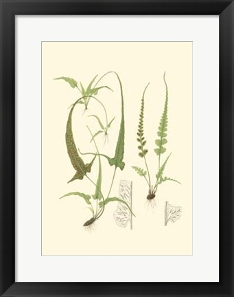 Framed Spring Ferns II Print