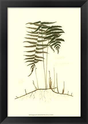 Framed Spring Ferns III Print