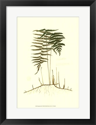 Framed Spring Ferns III Print