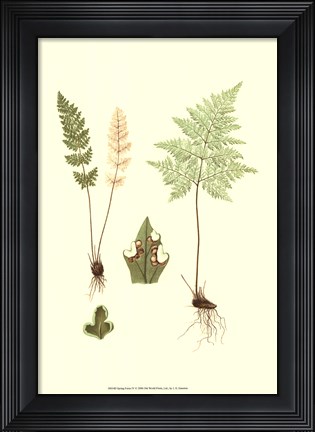 Framed Spring Ferns IV Print