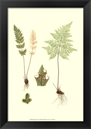 Framed Spring Ferns IV Print