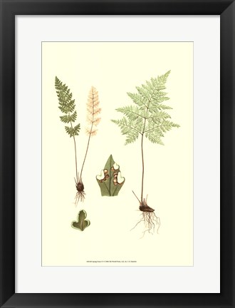 Framed Spring Ferns IV Print