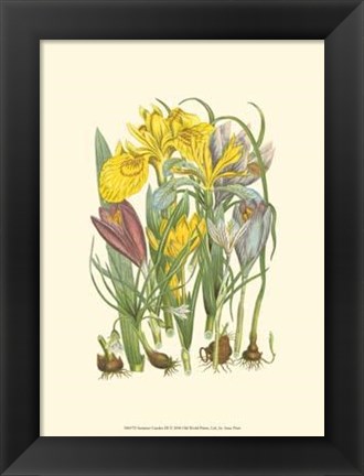 Framed Summer Garden III Print