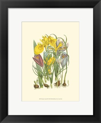 Framed Summer Garden III Print