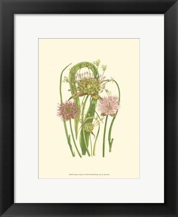 Framed Summer Garden VI Print
