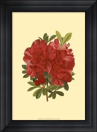 Framed Blooming Azalea I Print