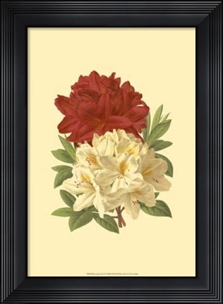 Framed Blooming Azalea II Print