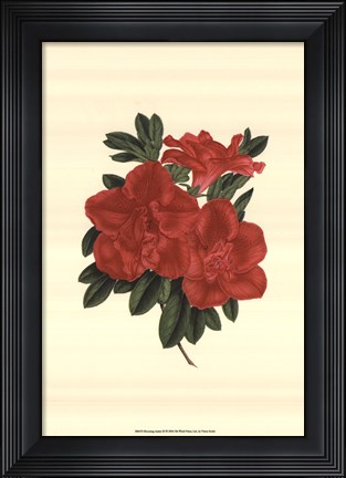 Framed Blooming Azalea III Print