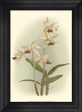 Framed Orchid Garden I Print