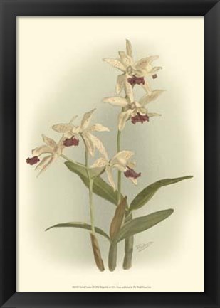 Framed Orchid Garden I Print