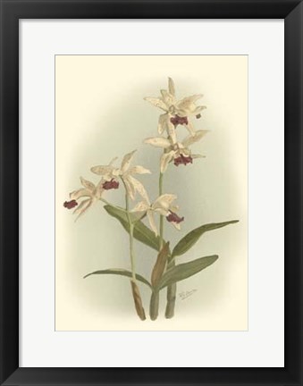 Framed Orchid Garden I Print