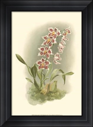 Framed Orchid Garden II Print