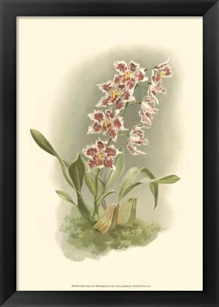 Framed Orchid Garden II Print