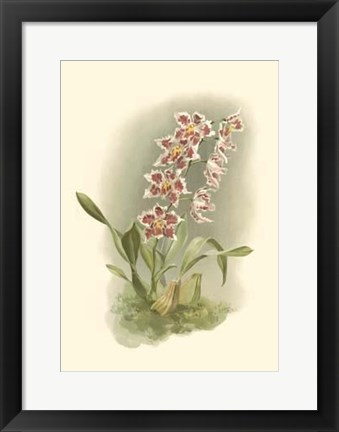 Framed Orchid Garden II Print