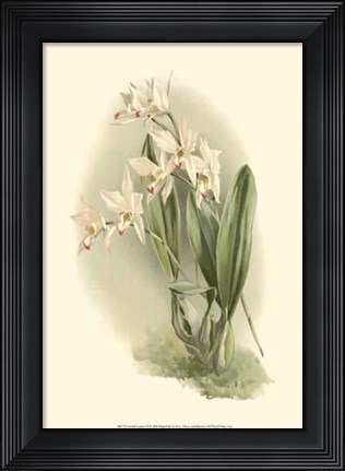 Framed Orchid Garden III Print