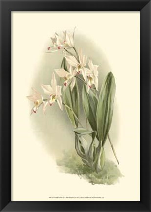 Framed Orchid Garden III Print