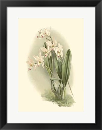 Framed Orchid Garden III Print