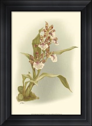 Framed Orchid Garden IV Print