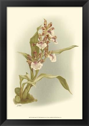 Framed Orchid Garden IV Print