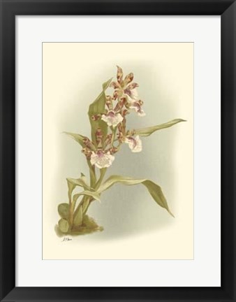 Framed Orchid Garden IV Print