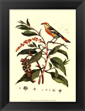 Framed Bird In Nature I Print
