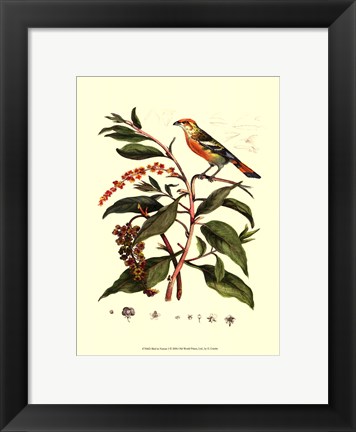 Framed Bird In Nature I Print