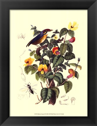 Framed Bird In Nature II Print