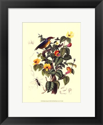 Framed Bird In Nature II Print