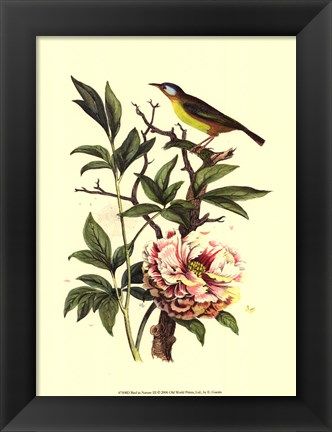 Framed Bird In Nature III Print