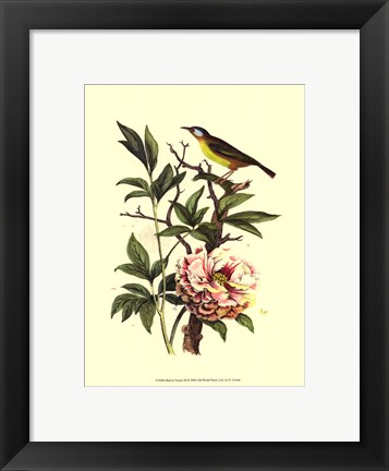 Framed Bird In Nature III Print