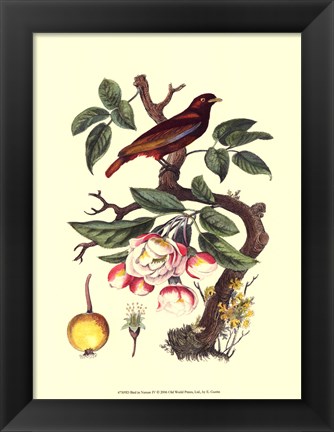 Framed Bird In Nature IV Print